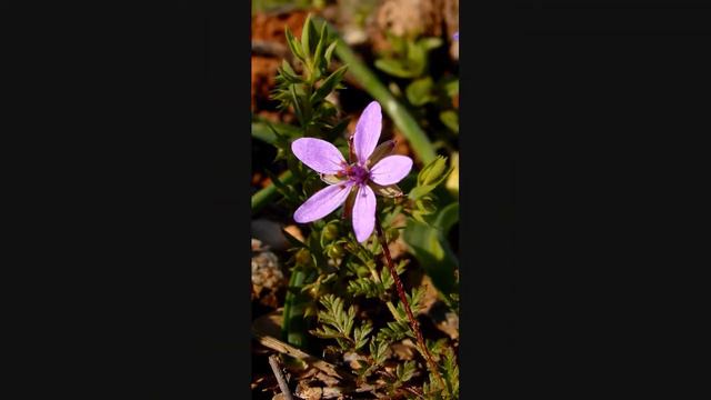 Purple Greek wildflowers смотреть онлайн