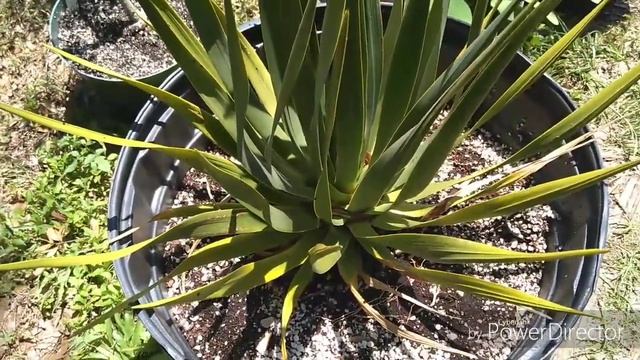 Dragon Trees (Dracaena draco & cinnabari) updates by request смотреть онлайн