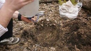 Пересадка сосны весной 2016 (часть 2)