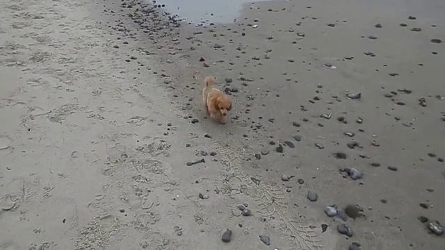 детский сад - рыжий пудель на пляже....  :