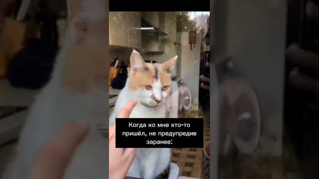 #гости #кот #смешноевидео