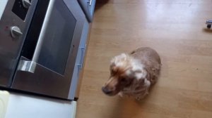 Можно ли сырое мясо собаке. Кормим сырым мясом. Спаниель Сёма