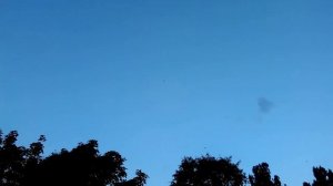 Ласточки & стрижи устроили жор с криками