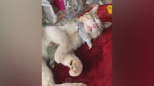 Приколы с котами и собаками #77