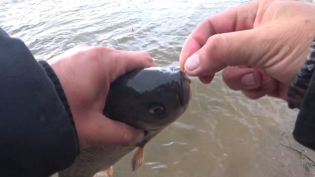 Рыбалка Астрахань 2021 [Первый САЗАН в сезоне] Рыбалка на выползков .Встретил подписчика Алексея! смотреть онлайн