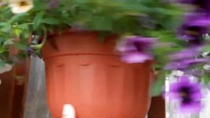 Обзор сортов петуний и калибрахоа сезон 2023.