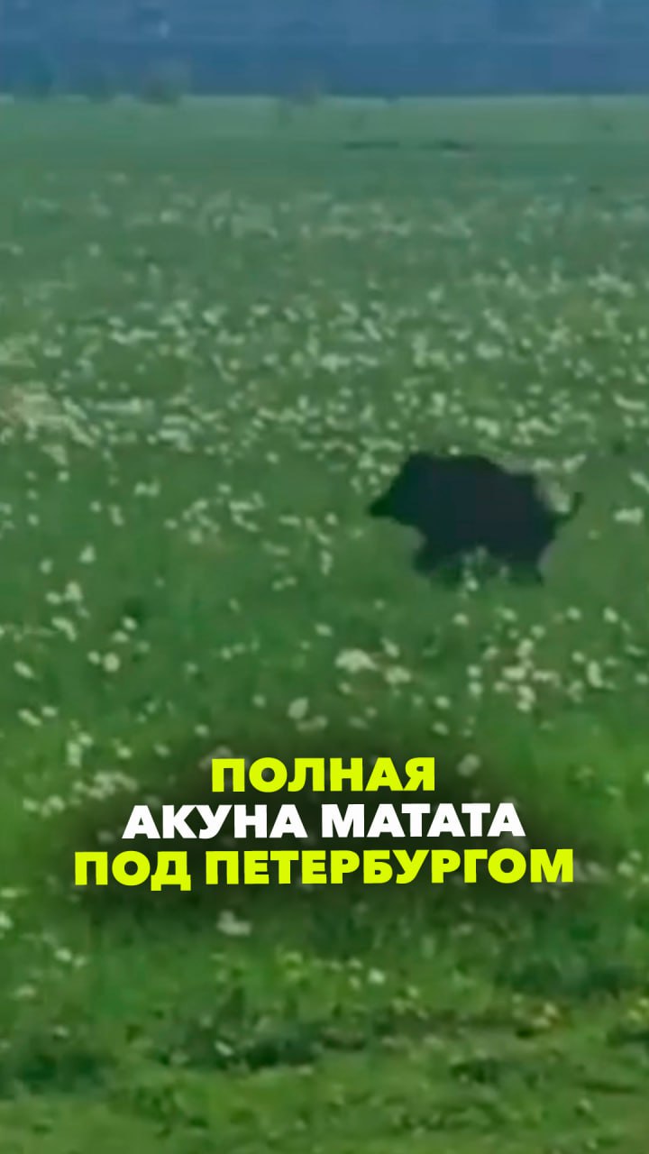 «О, Пумба бежит!»: счастливый кабан устроил пробежку по цветочному полю под Петербургом