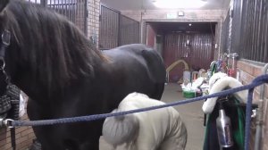 Как седлать лошадь