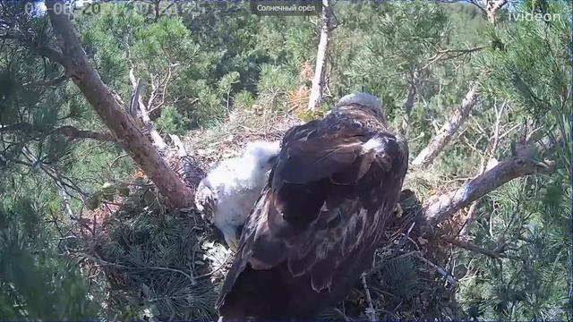 Солнечный орёл в Ульяновске — кормление птенцов 1 смотреть онлайн