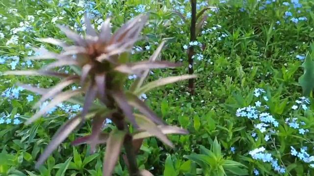 Цветник без сорняков. Мульчирование почвопокровной травой. Лилии ОТ-гибриды. смотреть онлайн