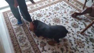 Дрессируем и кормим Щенка Ротвейлера Арчи! Кормим ТВОРОГОМ Арчи