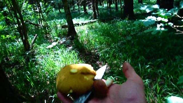 БЕЛЫЕ ГРИБЫ И ПОДОСИНОВИКИ смотреть онлайн