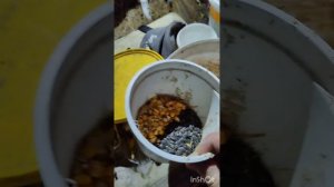 Лошадь дома. Каша для лошадей, рецепт классический.