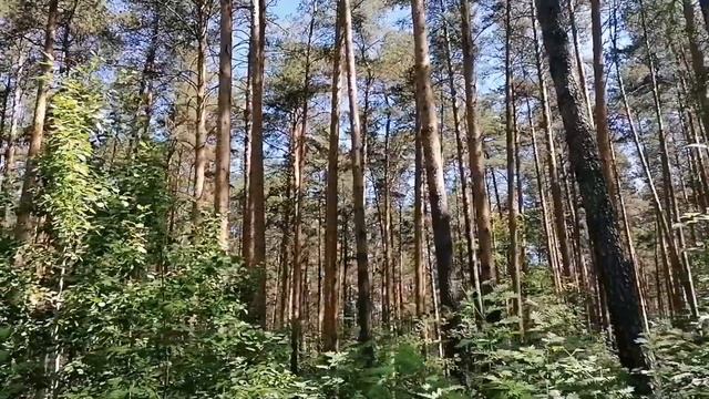 Слушать тишину. Расслабляющая тишина. Виртуальная прогулка