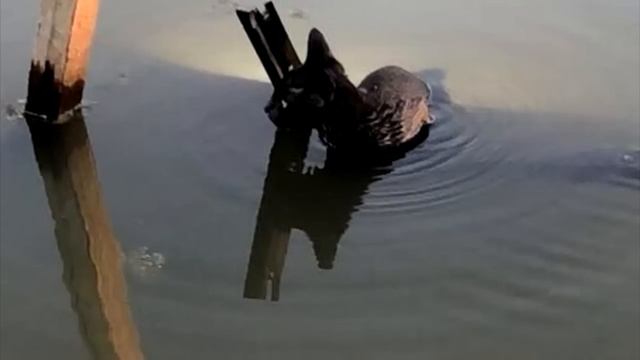 Девушка вытянула кота из реки и застыла в изумлении. Привязанный груз тянул кота на дно смотреть онлайн