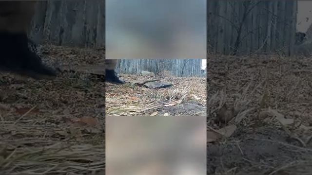 бензопила Партнёр посли ремонта P 340S. смотреть онлайн