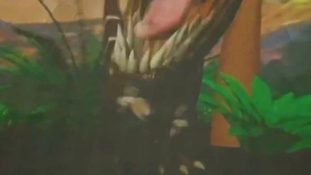 Планетарий каркасный - готовый бизнес смотреть онлайн