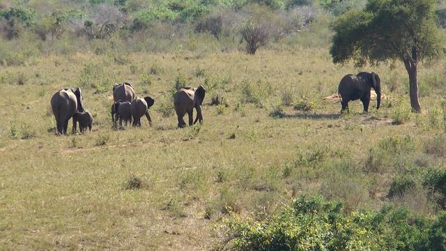 Afrikas Wildtiere Doku - amazing video