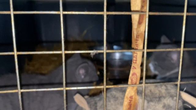 2 Партизанских котенка.Ищу владельцев/хозяев котятам от кошки крысолвки-мышеловки.+79157787787 Ольг смотреть онлайн