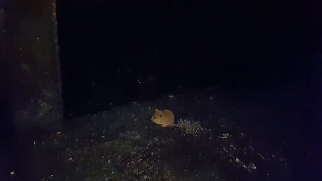 Шахтный крысенок смотреть онлайн