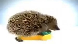 Spontex ad; веселый ежик