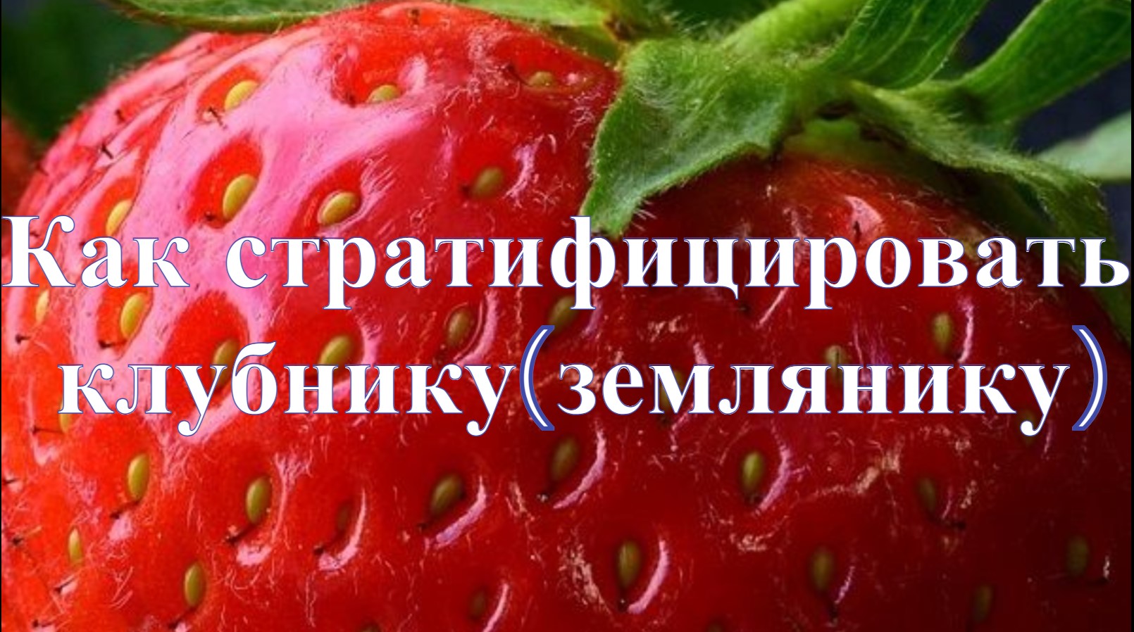Как сажать семен клубники(земляники). Как стратифицировать клубнику(землянику)