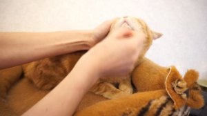 Часть3:ПИЛИНГ для кошек: щетка при кошачьем акне