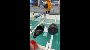 Байкальская нерпа | Нерпинарий в поселке Листвянка