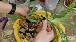 Пафиопедилум Мауди. Ошибка в посадке.