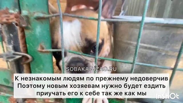 Шанти французский бульдог из приюта «Щербинка» ищет хозяев! SOBAKA-UZAO.RU смотреть онлайн