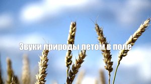 Звуки природы Летом в поле
