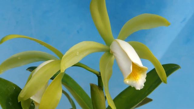 Cattleya forbesii f.alba (orchid) смотреть онлайн