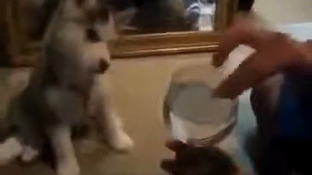 Прикольные хаски Юмор! Прикол! Смех смотреть онлайн