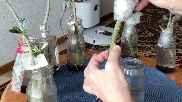 Укоренила черенки Адениума с 6 попытки Наконец получилось! укоренение в воде.