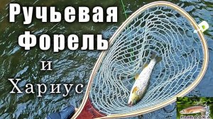 Ручьевая форель. Хариус. Рыбалка в Ленинградской области. Июнь 2020.