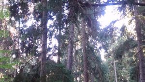 აბასთუმანი. Абастумани.  Abastumani. 10. 08. 2019