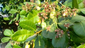 Cashew How does it grow a fruit and nut