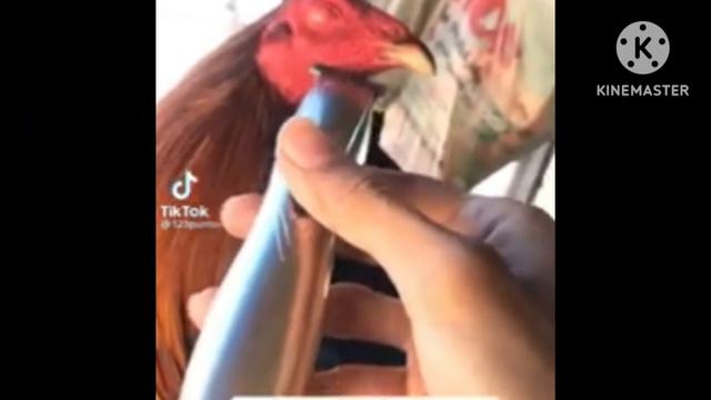 Ankha Zone Original Video 🔞 смотреть онлайн