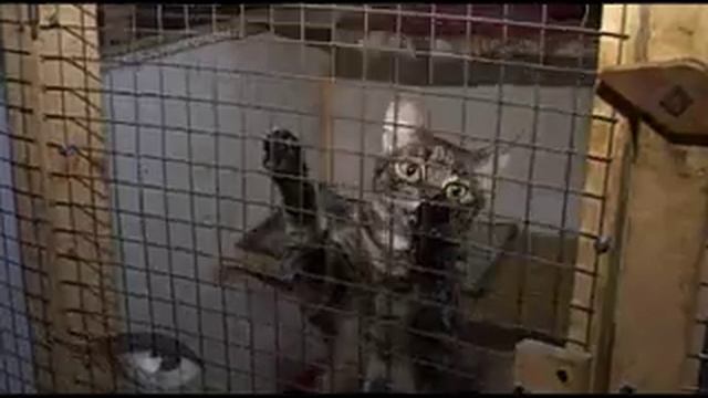 Модный взгляд с С.Сапрыкиной. Приют Ласка