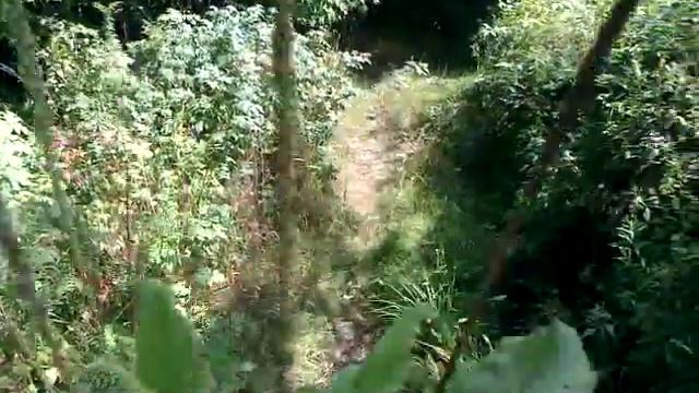 Plantain (Plantago Spp) смотреть онлайн