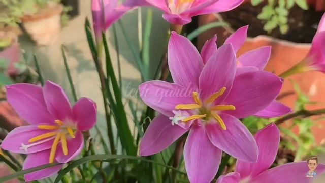 Beautiful Time Lapse of Rain Lily Pink Zephyranthes Robusta смотреть онлайн