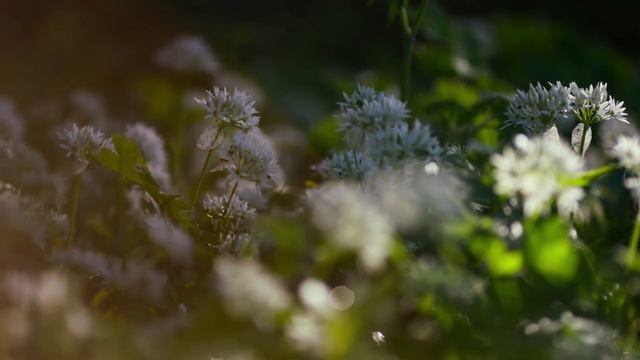 Why I did NOT enjoy the Age of Empires IV Campaigns (Review) смотреть онлайн