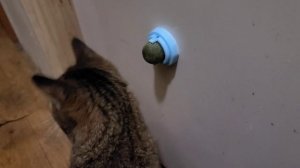 Коты и кошачья мята