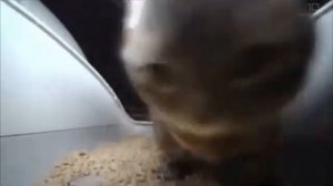 Кот танцует ради нас (10 часов)