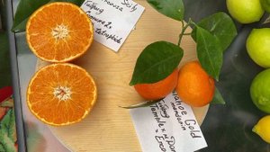 Первые плоды редких сортов мандарины и  шоколадный апельсин