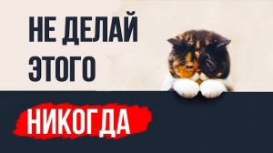 9 вещей, которые кошка не забудет НИКОГДА