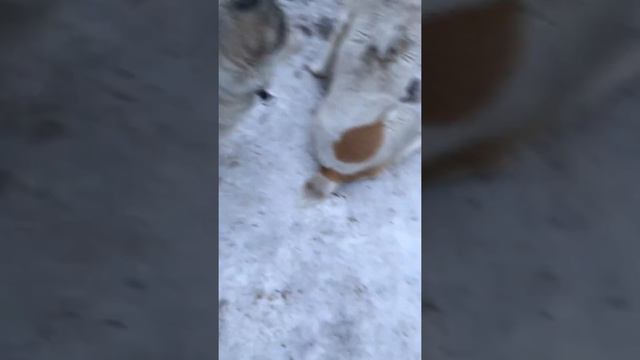 Мои няхи красивые один алабай а другая хаски смотреть онлайн