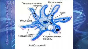 Биология 7 кл Пасечник $35 Одноклеточные животные, или Простейшие
