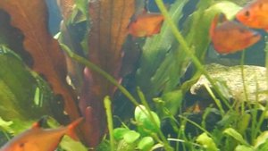 Aqua News №25. Работа "жидкого" углерода.