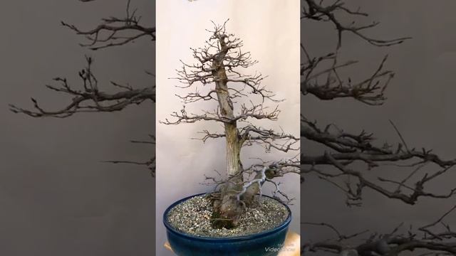 Carpinus betulus bonsai 2018 autumn